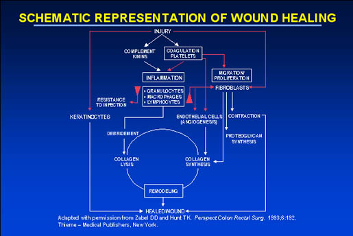 Woundbiotech-Wound Healing Process - Pict 02